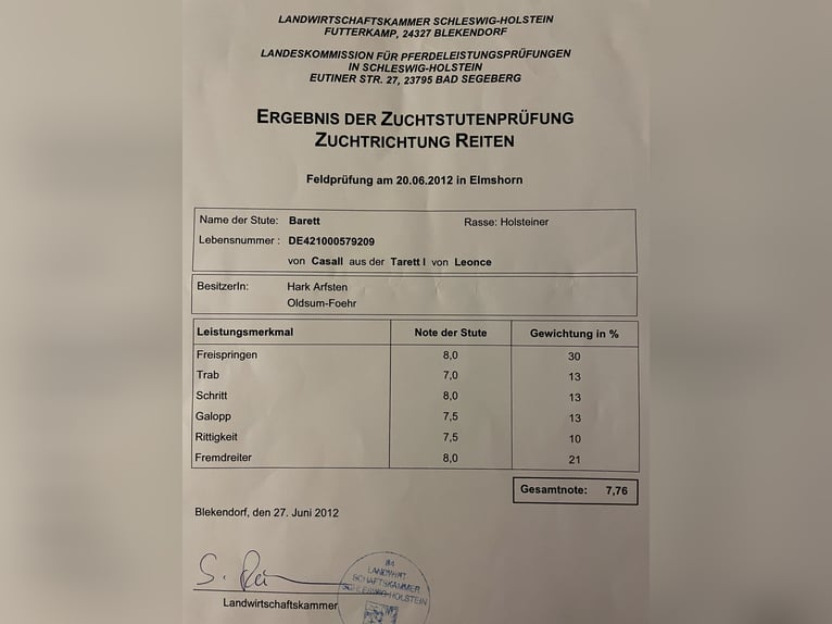 Koń holsztyński Klacz 16 lat 163 cm Gniada in Neukirch/Lausitz