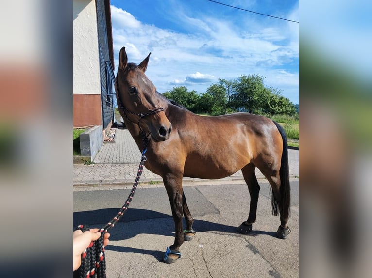 Koń holsztyński Klacz 16 lat 165 cm Ciemnogniada in Illingen