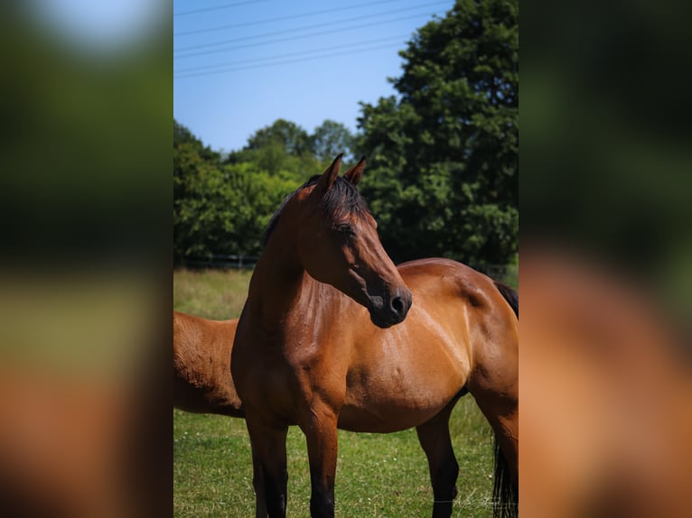 Koń holsztyński Klacz 16 lat 165 cm Gniada in Schacht-Audorf