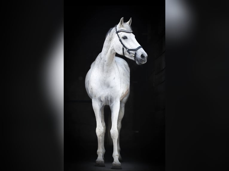 Koń holsztyński Klacz 16 lat 165 cm Siwa in Nidderau