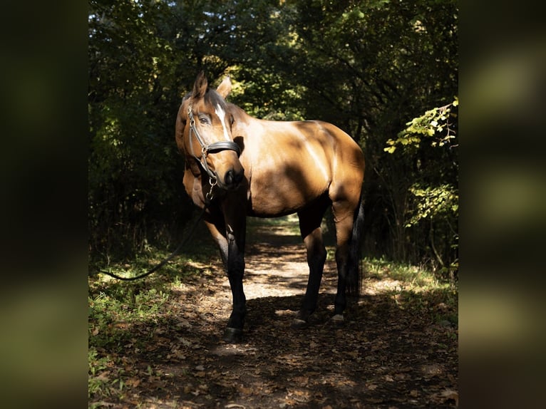 Koń holsztyński Klacz 16 lat 168 cm in Fahrdorf