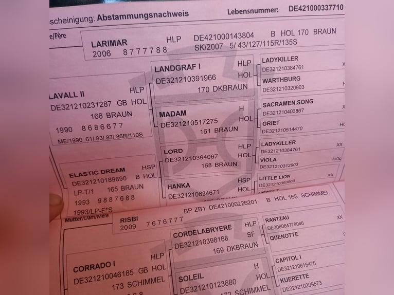 Koń holsztyński Klacz 16 lat 168 cm Siwa w hreczce in Mölln