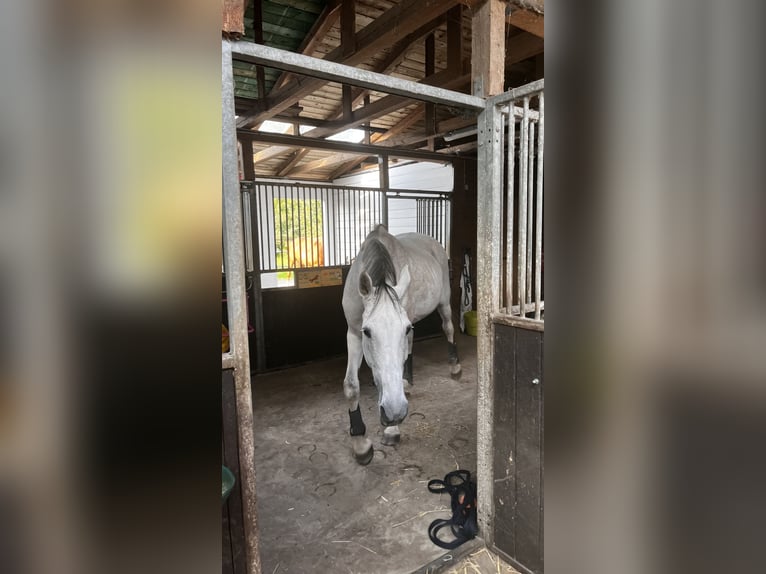 Koń holsztyński Klacz 16 lat 170 cm Siwa jabłkowita in Bremen