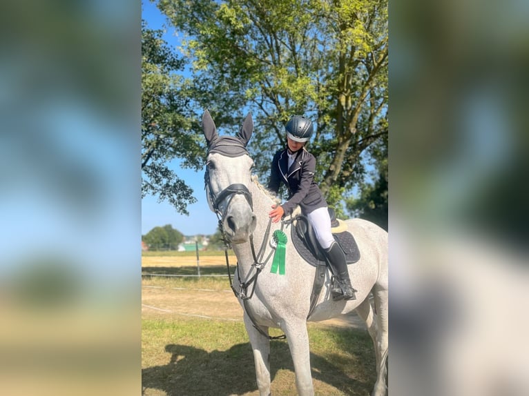 Koń holsztyński Klacz 16 lat 171 cm Siwa in Langenbernsdorf