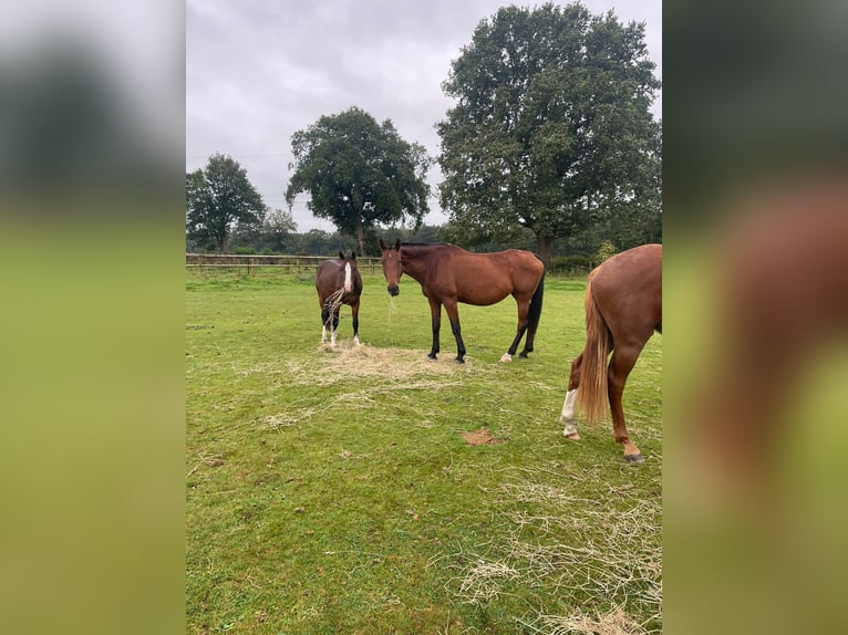 Koń holsztyński Klacz 16 lat 174 cm Gniada in Klein Offenseth-Sparrieshoop