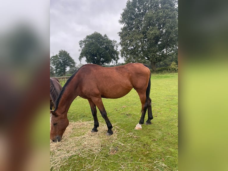 Koń holsztyński Klacz 16 lat 174 cm Gniada in Klein Offenseth-Sparrieshoop
