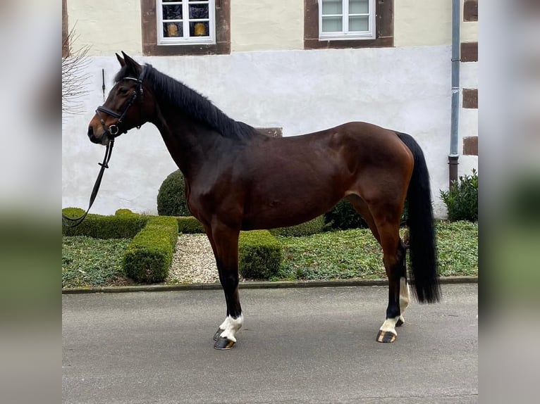 Koń holsztyński Klacz 17 lat 162 cm Gniada in Hofgeismar
