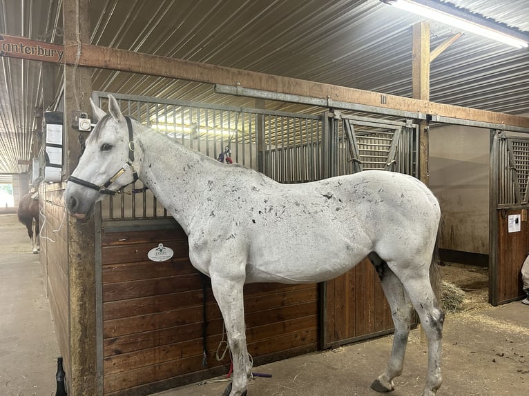 Koń holsztyński Mix Klacz 17 lat 163 cm Siwa in Saint Paul