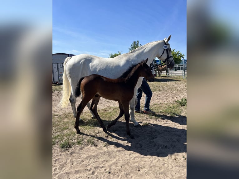 Koń holsztyński Klacz 17 lat 167 cm Siwa in Userin