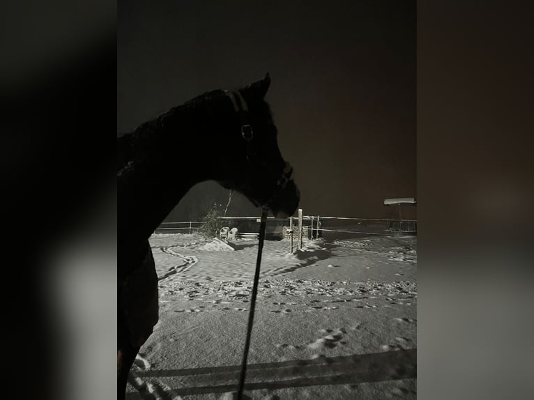 Koń holsztyński Klacz 17 lat 172 cm Gniada in Allensbach