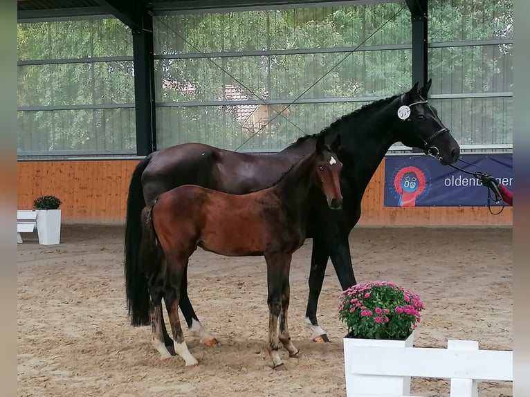 Koń holsztyński Klacz 17 lat 172 cm Skarogniada in Uslar