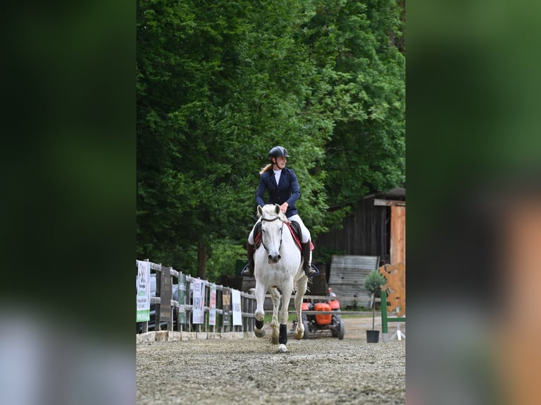 Koń holsztyński Klacz 17 lat 173 cm Siwa in Wildon