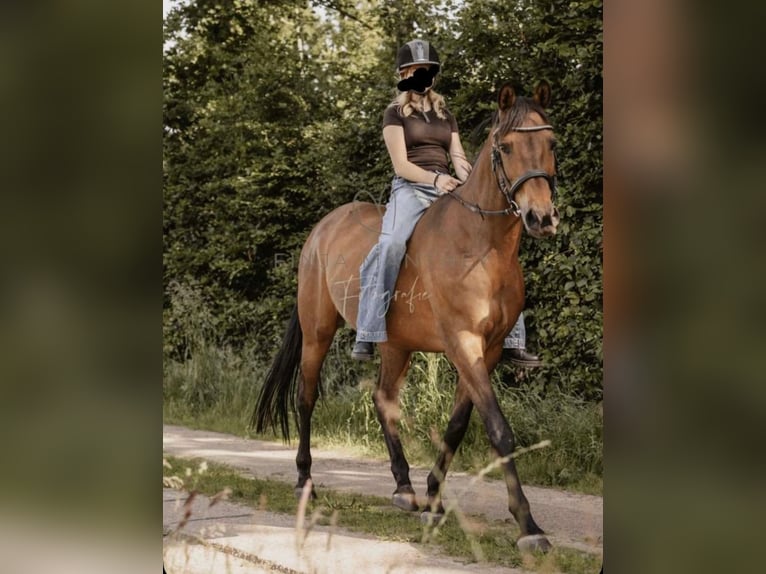 Koń holsztyński Klacz 18 lat 158 cm Gniada in Silzen