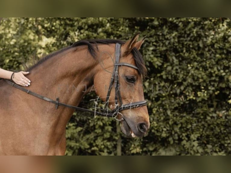 Koń holsztyński Klacz 18 lat 158 cm Gniada in Silzen