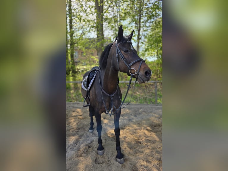Koń holsztyński Klacz 18 lat 160 cm Gniada in Kleve