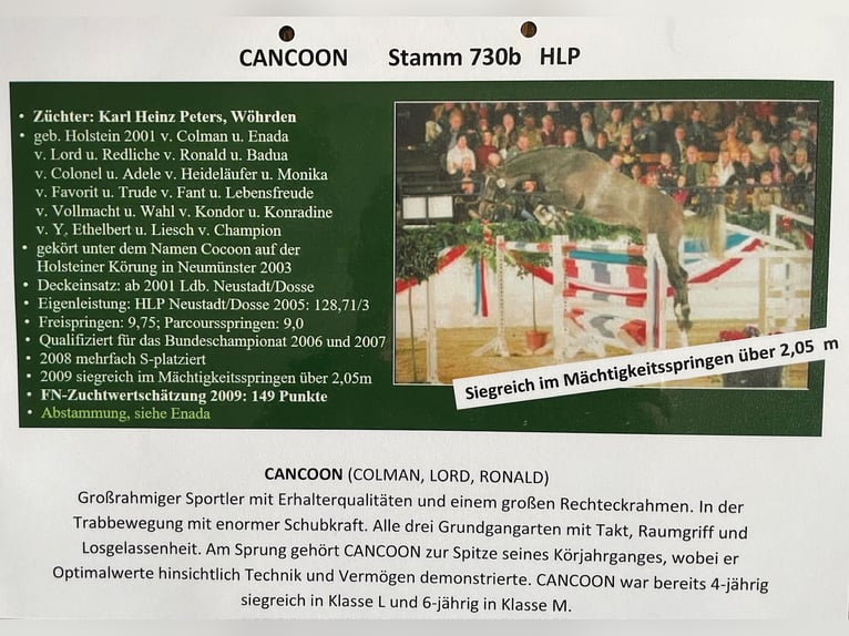 Koń holsztyński Klacz 18 lat 165 cm Gniada in W&#xF6;hrden