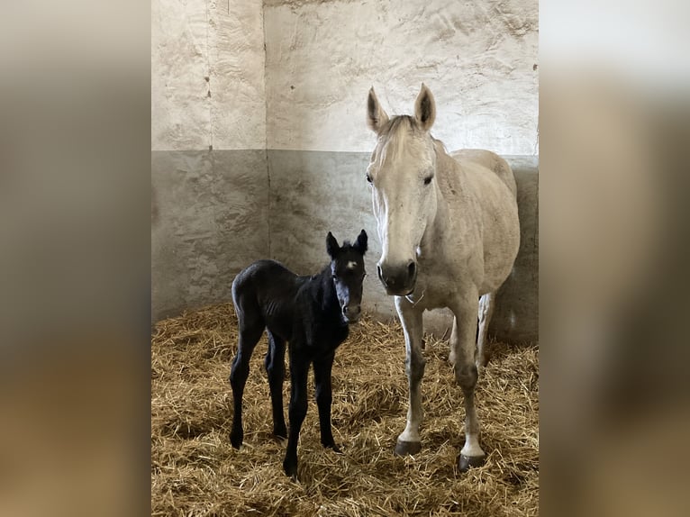 Koń holsztyński Klacz 18 lat 166 cm Siwa in Stedtlingen