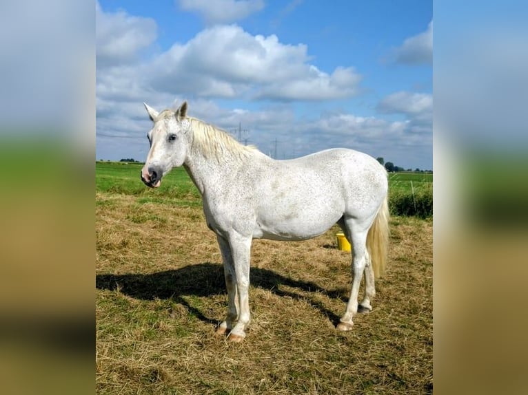 Koń holsztyński Klacz 18 lat 166 cm Siwa in Seester