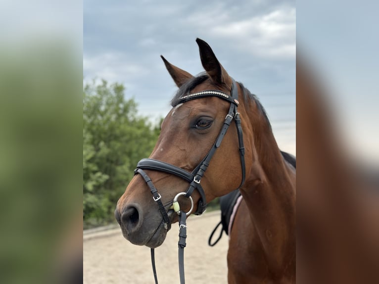 Koń holsztyński Klacz 18 lat 168 cm Gniada in Berndorf