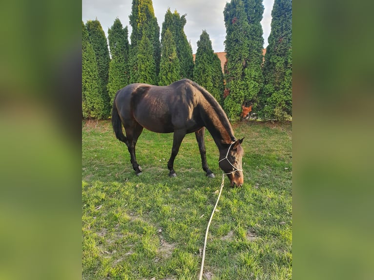 Koń holsztyński Klacz 18 lat 169 cm Ciemnogniada in Korneuburg