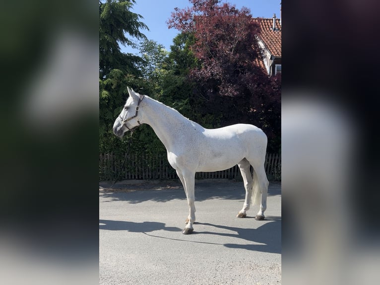 Koń holsztyński Klacz 18 lat 172 cm Siwa in Herne