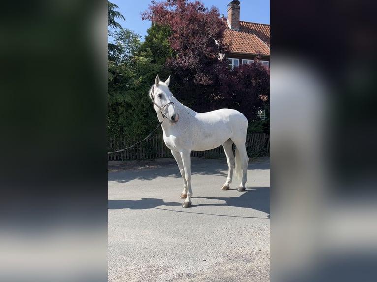 Koń holsztyński Klacz 18 lat 172 cm Siwa in Herne