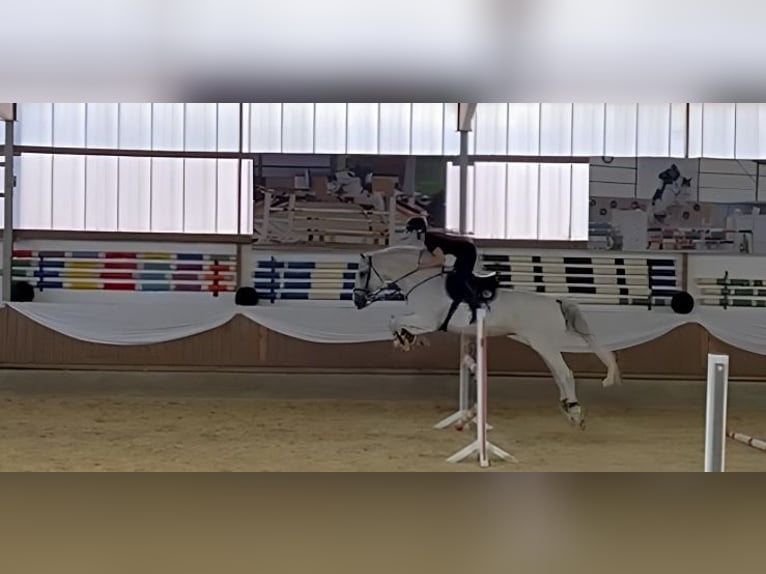 Koń holsztyński Klacz 18 lat 172 cm Siwa in Herne