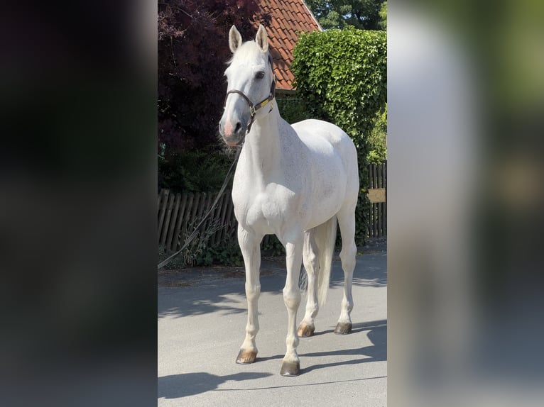 Koń holsztyński Klacz 18 lat 172 cm Siwa in Herne