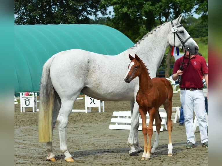 Koń holsztyński Klacz 18 lat 173 cm Siwa in Parchim