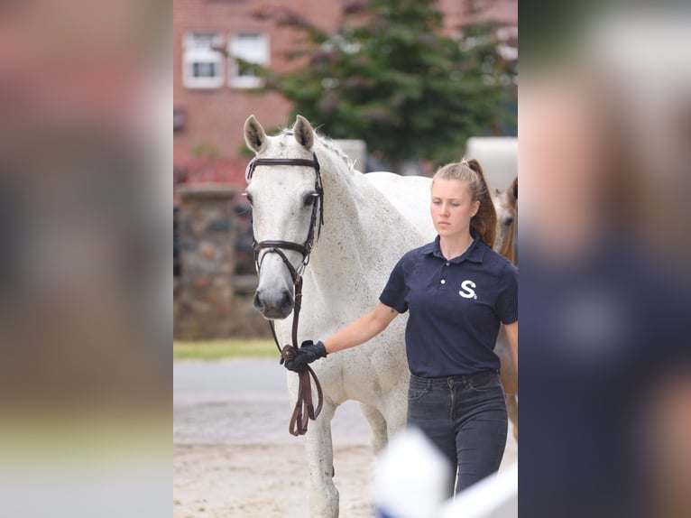 Koń holsztyński Klacz 18 lat Siwa in Lemwerder