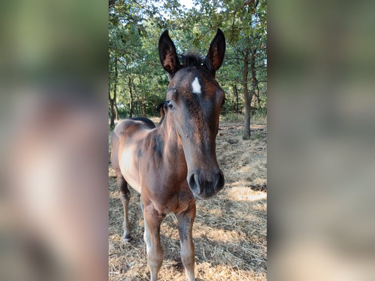 Koń holsztyński Klacz 19 lat 164 cm Gniada in Vinkuran