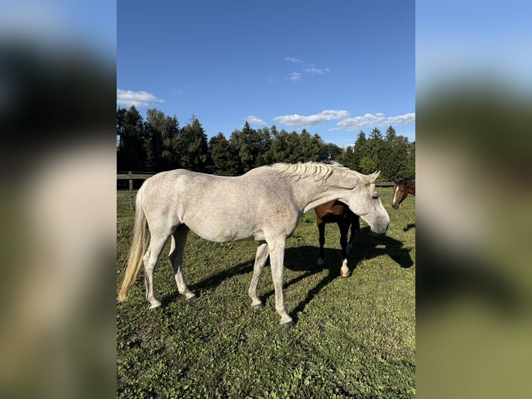 Koń holsztyński Klacz 19 lat 170 cm Siwa in Lütjensee