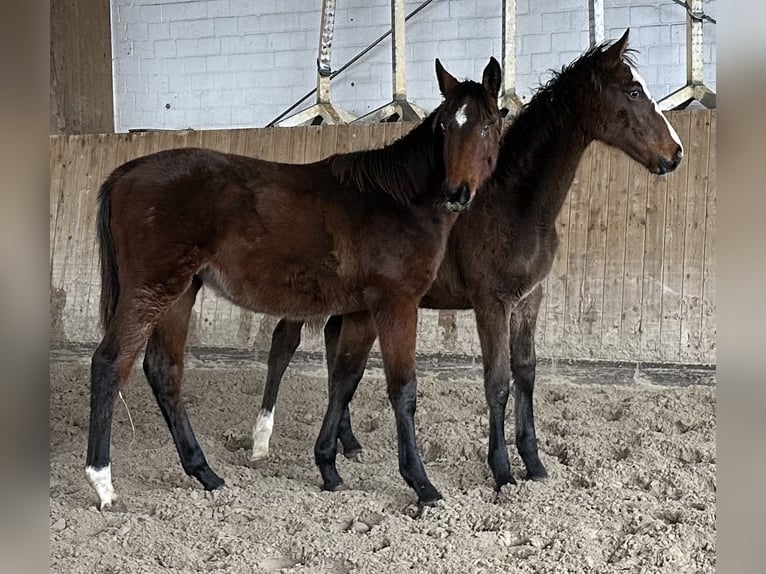 Koń holsztyński Klacz 1 Rok Gniada in Lübeck