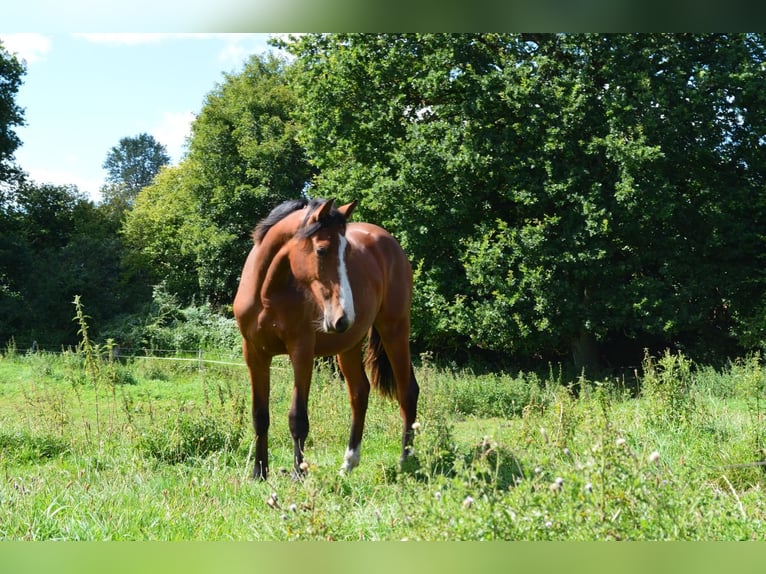 Koń holsztyński Klacz 1 Rok Gniada in S&#xFC;sel