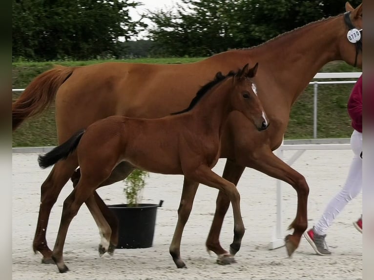 Koń holsztyński Klacz 1 Rok Gniada in Calau