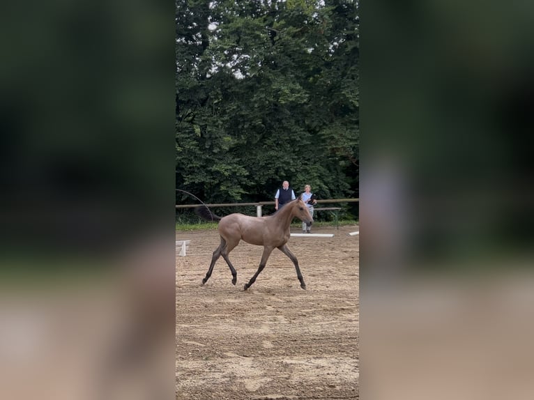 Koń holsztyński Klacz 1 Rok Może być siwy in Lauterbach