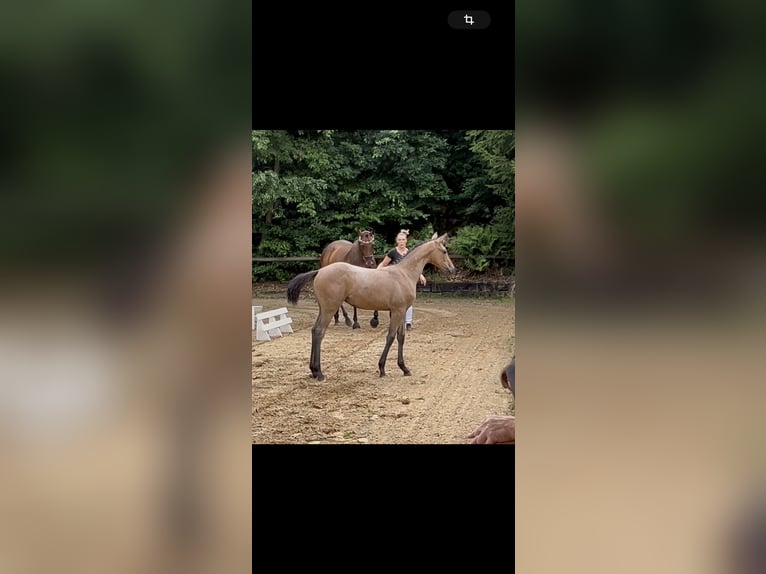 Koń holsztyński Klacz 1 Rok Może być siwy in Lauterbach