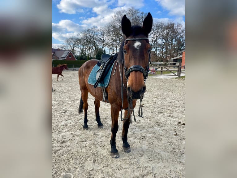 Koń holsztyński Klacz 20 lat 164 cm Gniada in Stavern