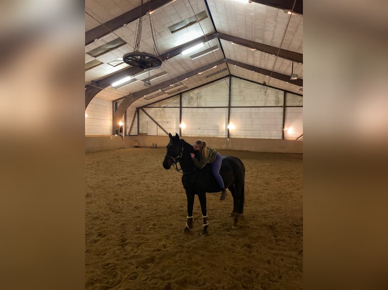 Koń holsztyński Klacz 20 lat 168 cm Ciemnogniada in Pronstorf