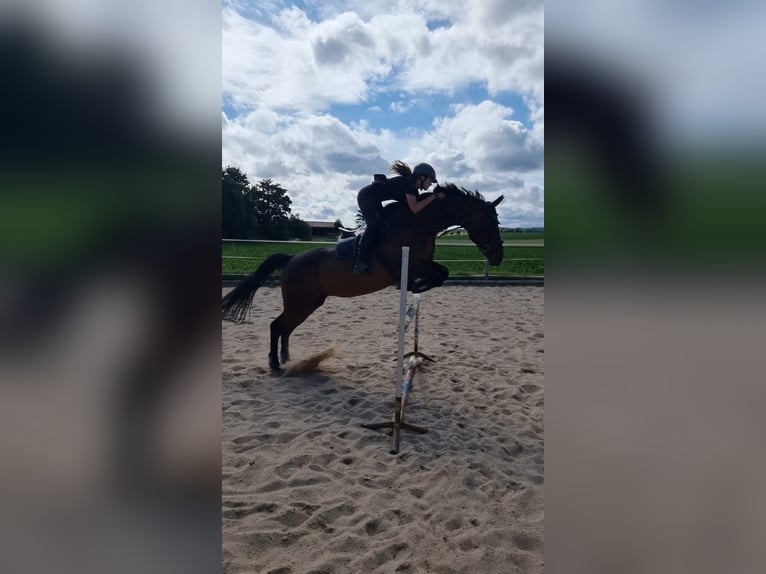 Koń holsztyński Klacz 20 lat 169 cm Gniada in Werneck