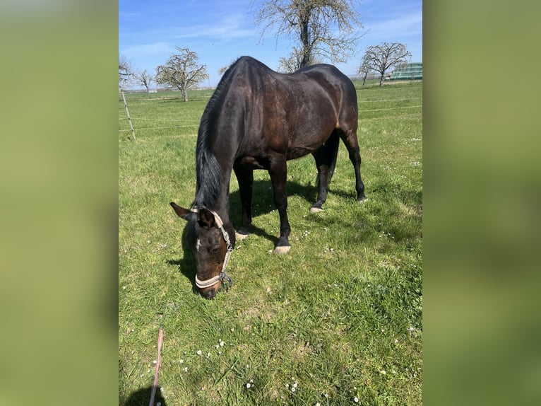 Koń holsztyński Klacz 20 lat 169 cm Gniada in Werneck