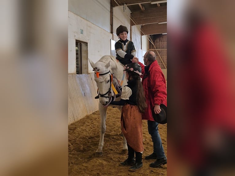 Koń holsztyński Klacz 20 lat 170 cm Siwa in Großolbersdorf