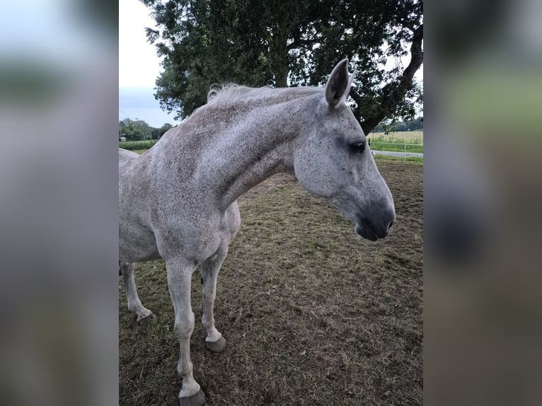 Koń holsztyński Klacz 21 lat 162 cm Siwa w hreczce in Ecklak