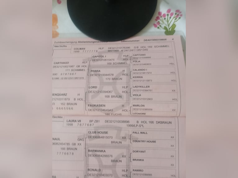 Koń holsztyński Klacz 21 lat 165 cm Gniada in Puls