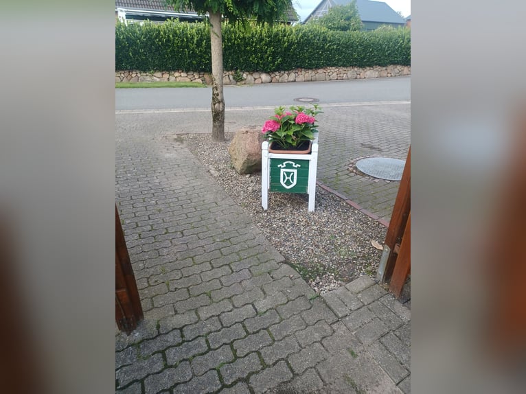 Koń holsztyński Klacz 21 lat 165 cm Gniada in Puls