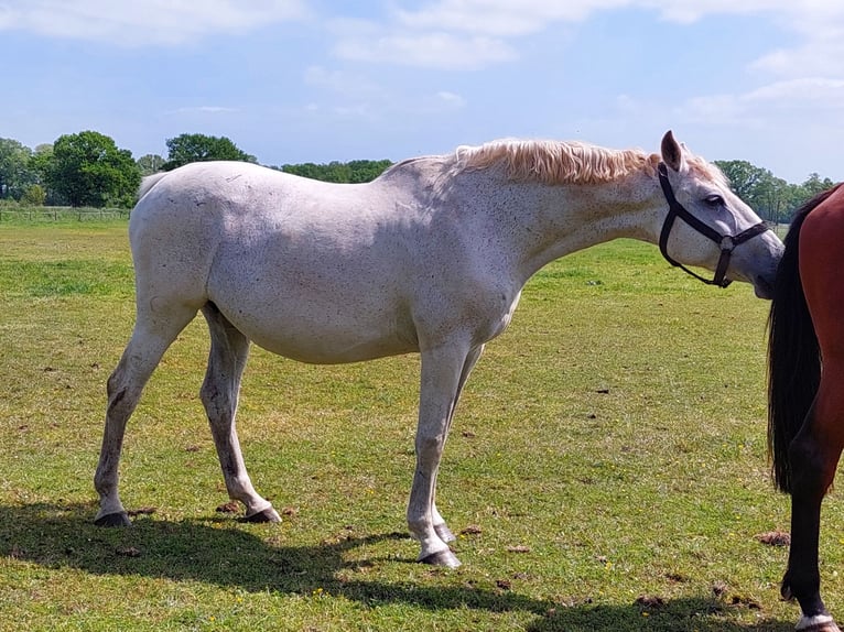 Koń holsztyński Klacz 21 lat 170 cm Siwa in Ganderkesee