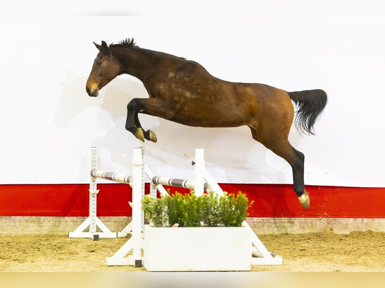 Koń holsztyński Klacz 21 lat 171 cm Gniada in Waddinxveen