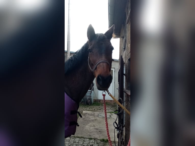 Koń holsztyński Klacz 21 lat 175 cm Gniada in Ostrau