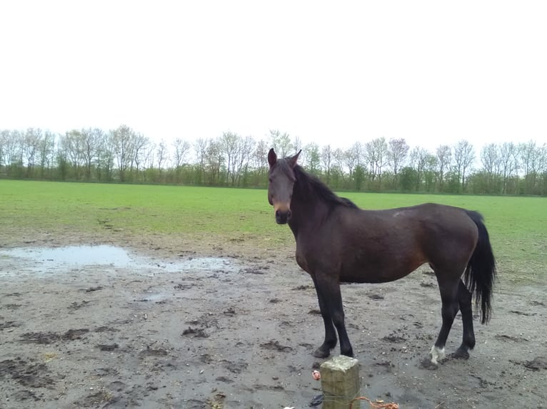 Koń holsztyński Klacz 23 lat 169 cm Ciemnogniada in Tinglev