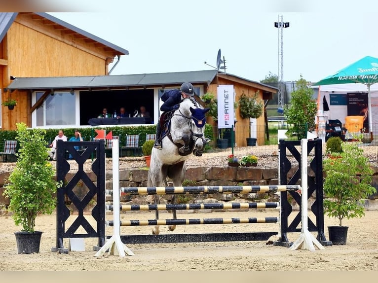 Koń holsztyński Klacz 2 lat 167 cm Karosiwa in Pilsen